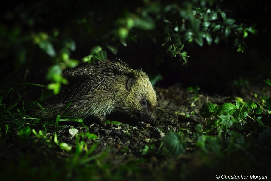 Hedgehog amongst green leaves